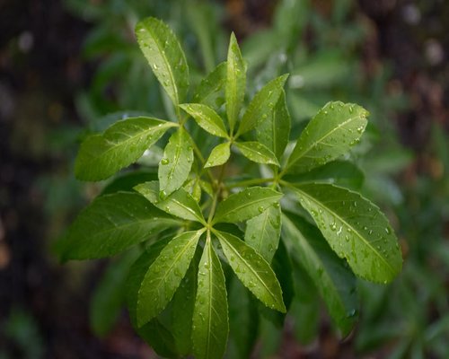 Green plant leaves with water drops